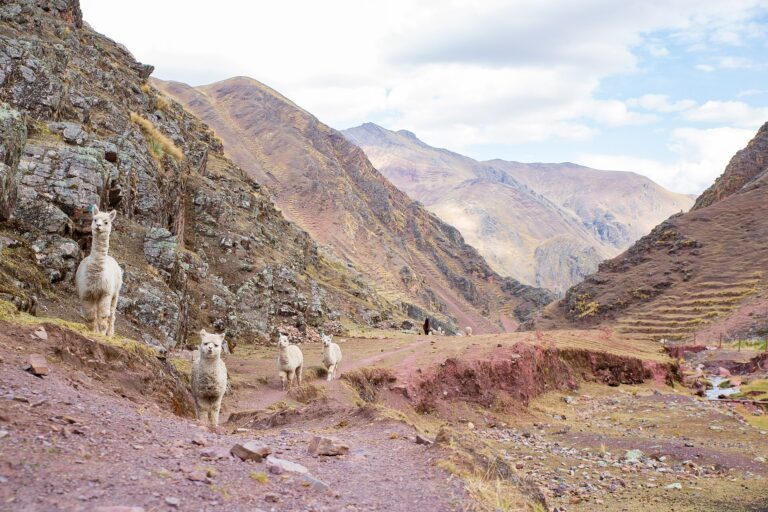Lares Trek 4 Días